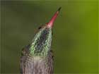 0ver 50 varieties of Hummingbird